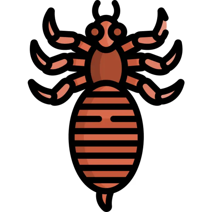 Louse