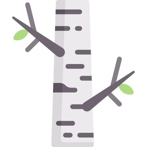 Birch tree