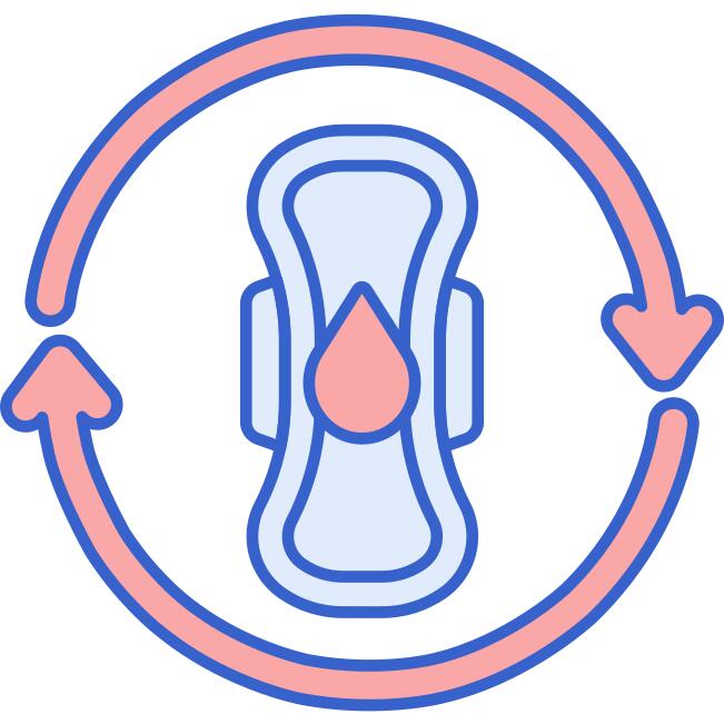 Menstrual cycle