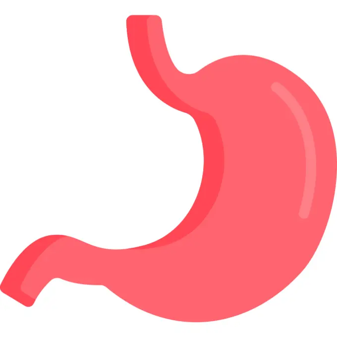 Stomach