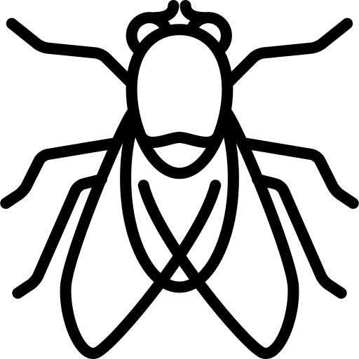 Big Fly