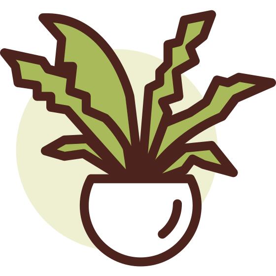 植物