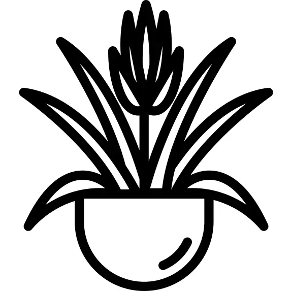 植物