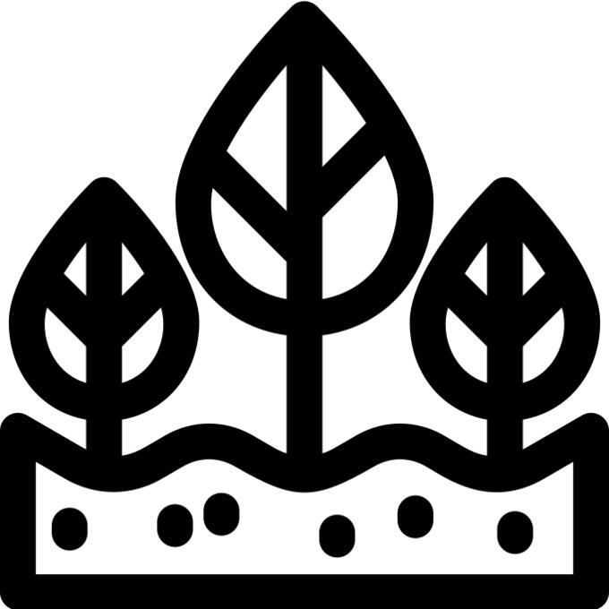Seedling