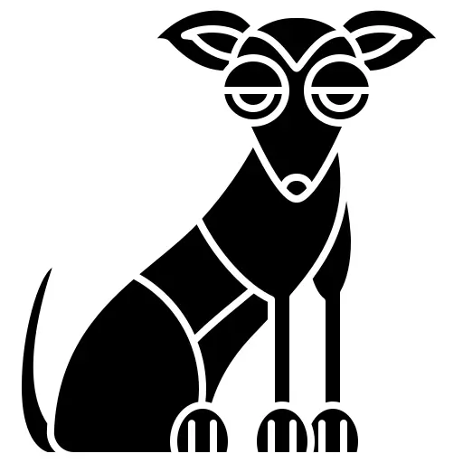Whippet