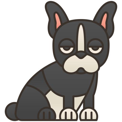 波士顿梗犬