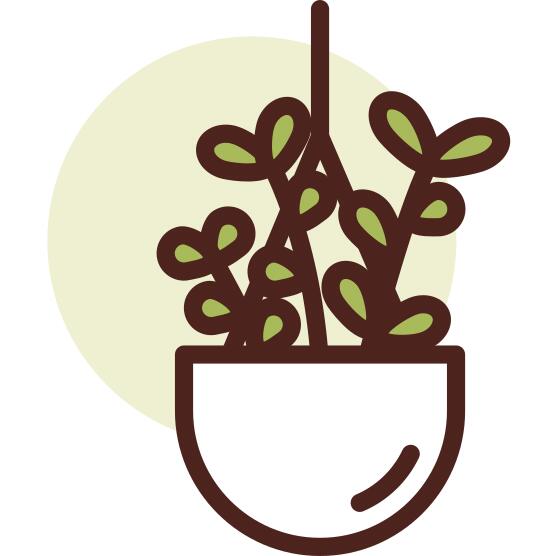 植物