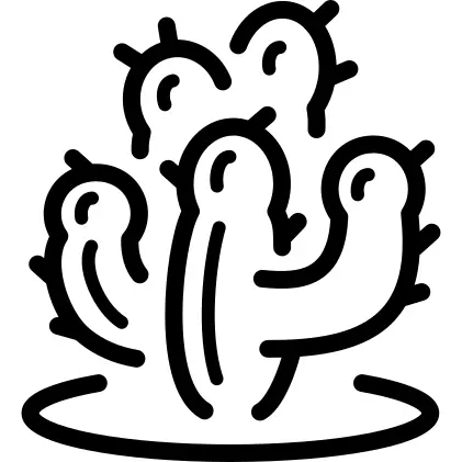 cactus