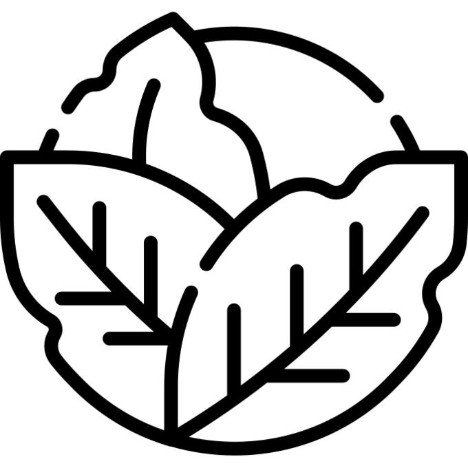Cabbage