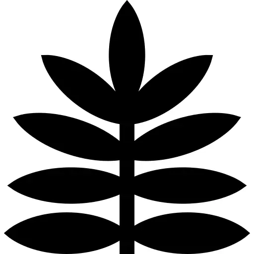 蕨类