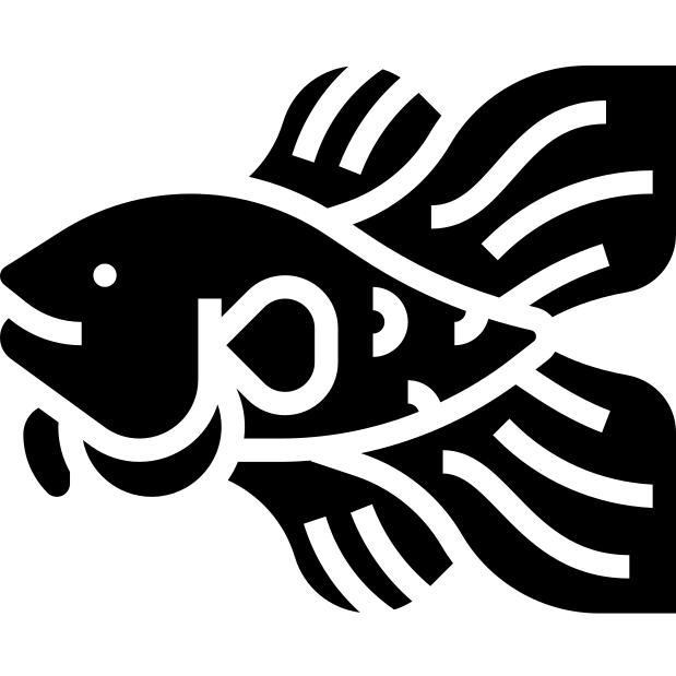 Fighting fish