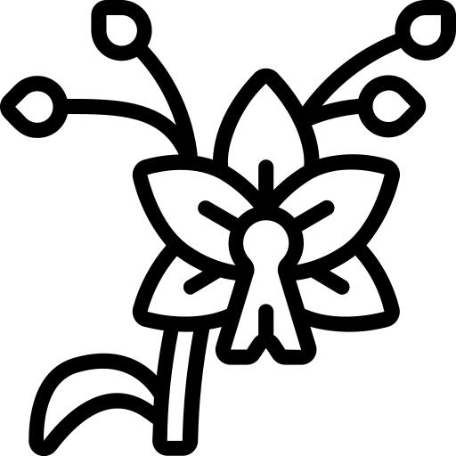 兰花