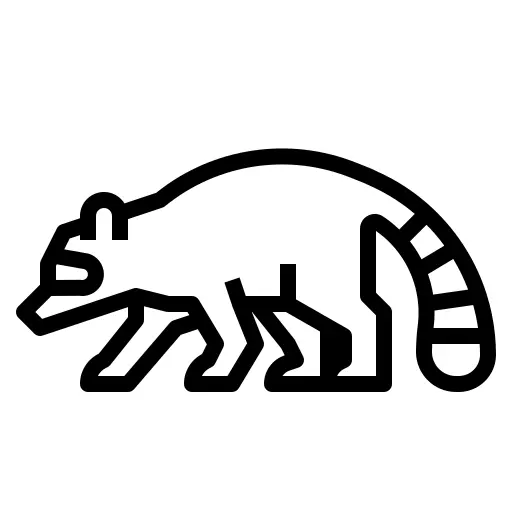 Raccoon