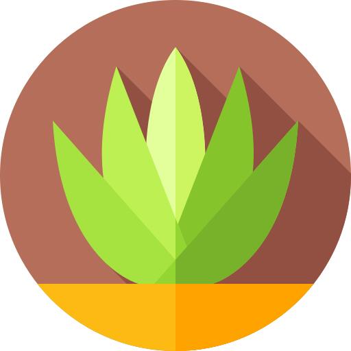 Agave