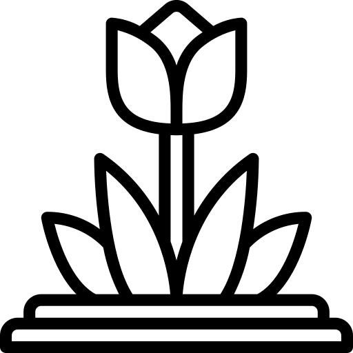 郁金香