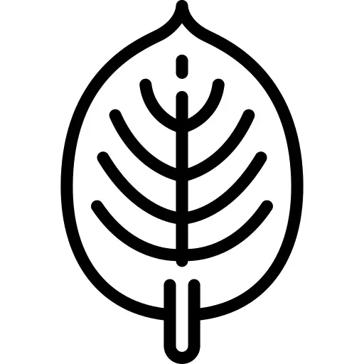 Leaf