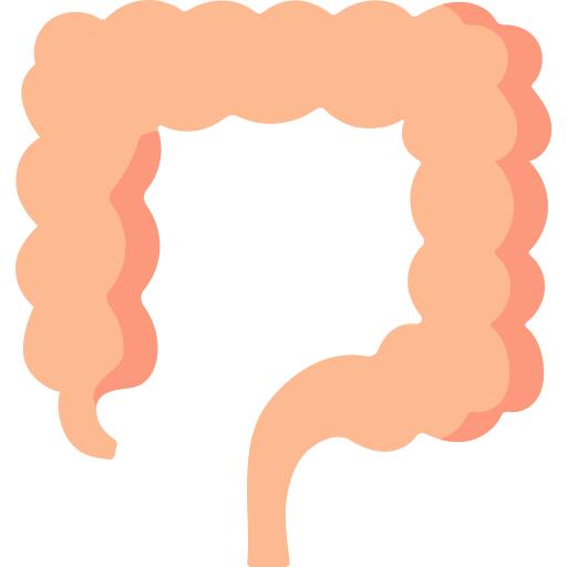 Intestine