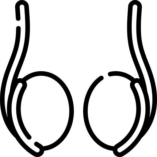 Testicle