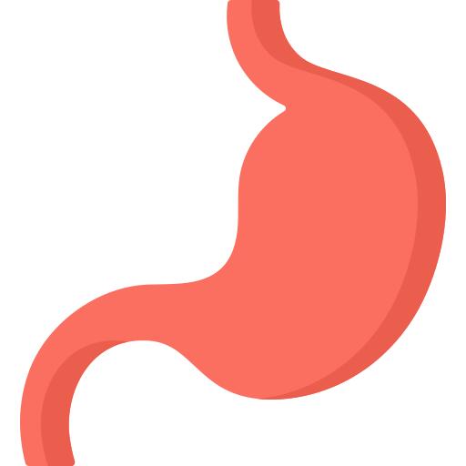 Stomach