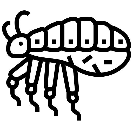 Insect