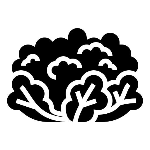 Cauliflower