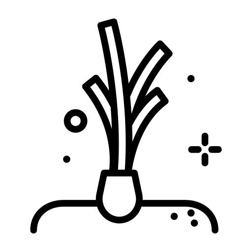 Spring onion
