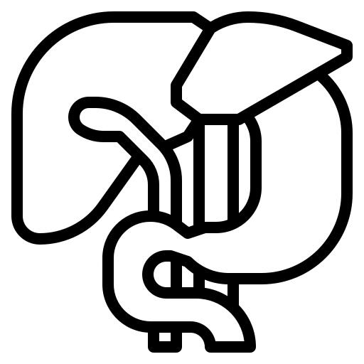 Liver