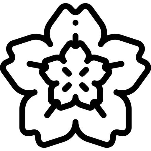 Cherry blossom