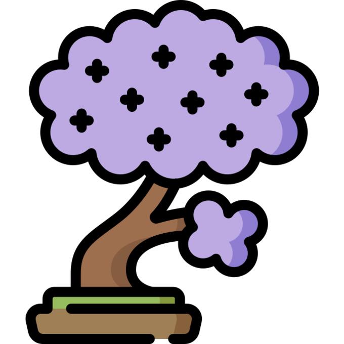 Jacaranda