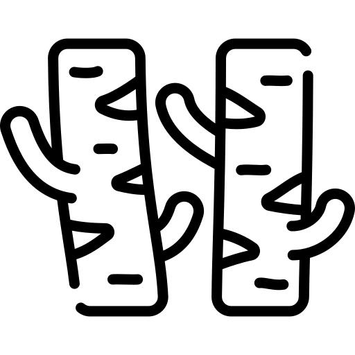 白桦树