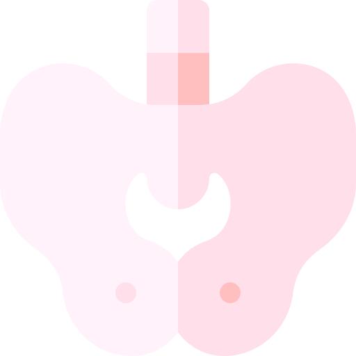 Pelvis