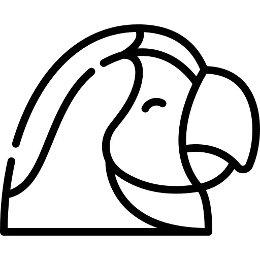 金刚鹦鹉