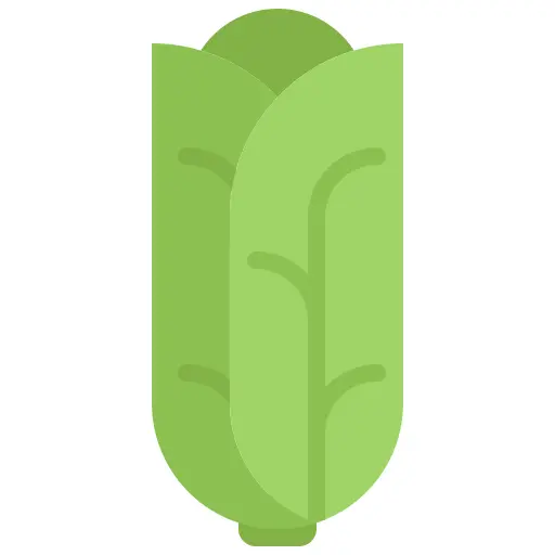 Cabbage