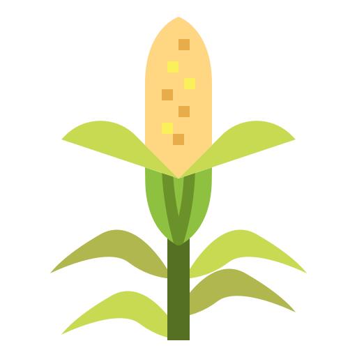 Corn