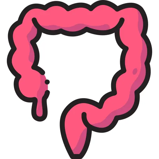 Colon