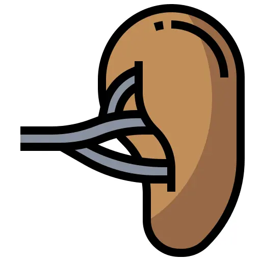 脾