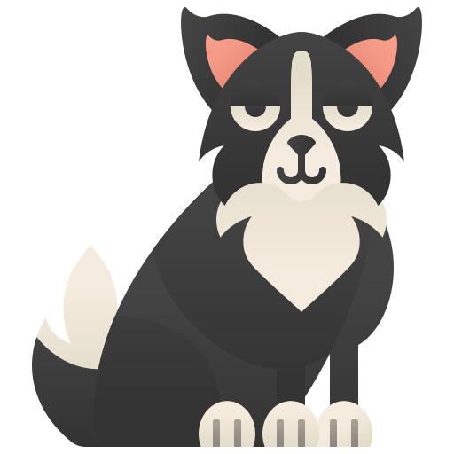 Border collie