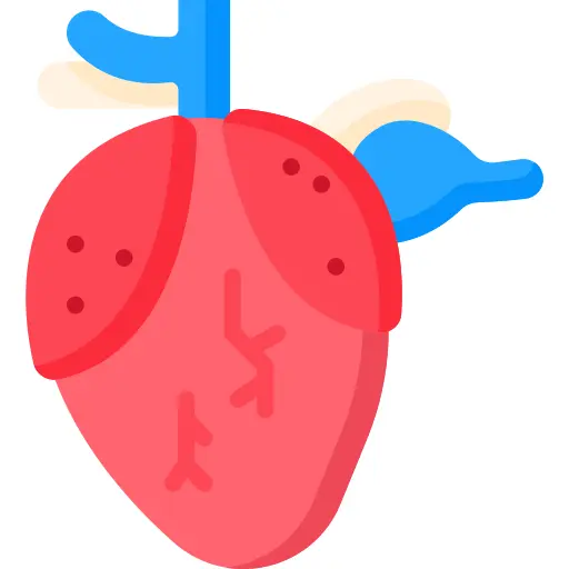 Heart