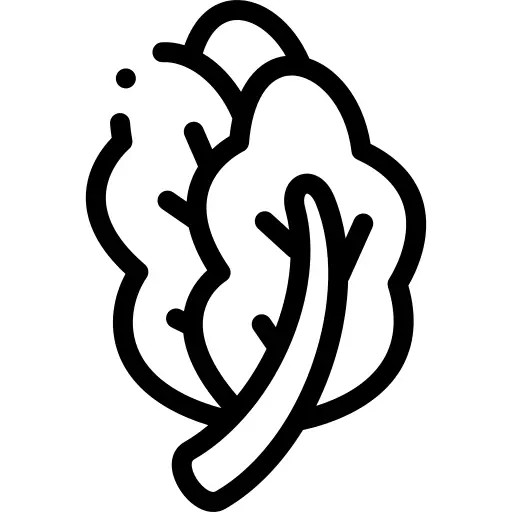 羽衣甘蓝