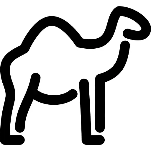 Camel