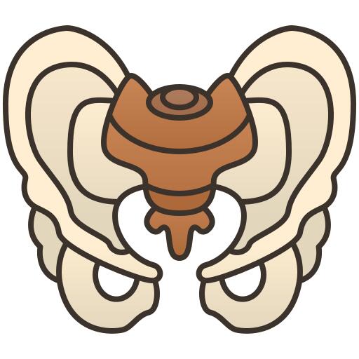 Pelvis