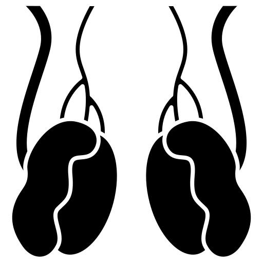 Testicles