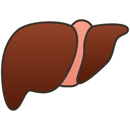 Liver organ
