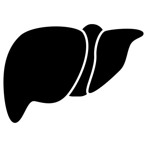 Liver organ
