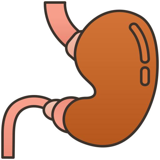 Stomach