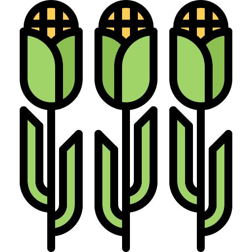 Corn