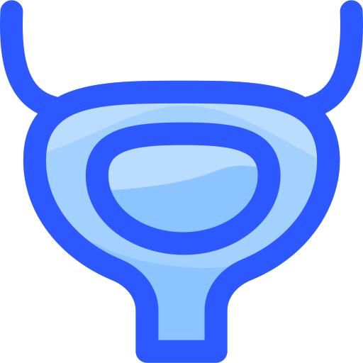 Bladder