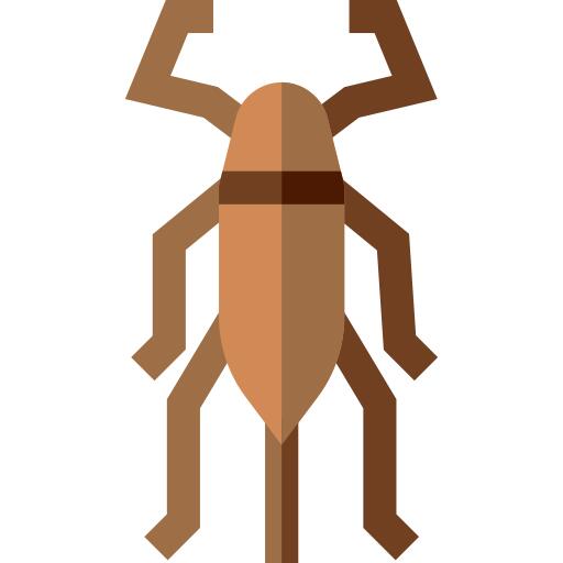 Bedbug