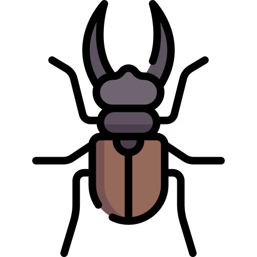 甲虫