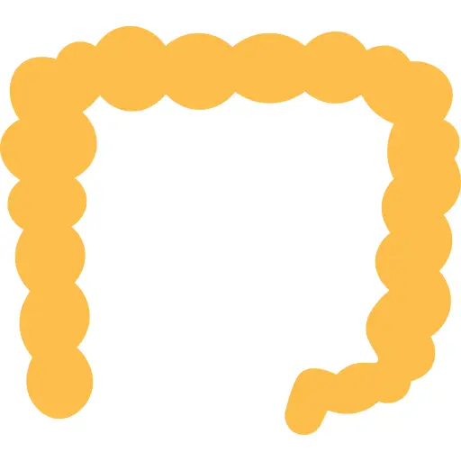 Colon